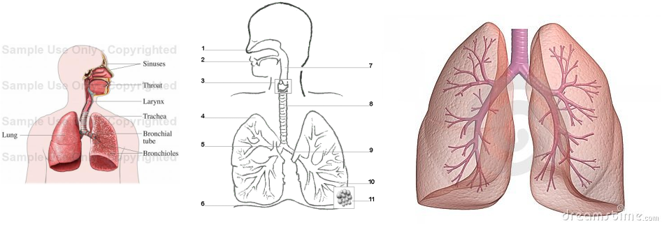 Respiratory System (Megan) - Human Body Systems Project