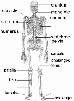 Skeletal System - Human Body Systems Project